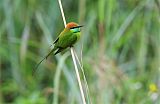 Green Bee-eater